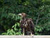 L'AIGLE ROYAL - GOLDEN EAGLE - Aquila chrysaetos 