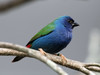 LE DIAMANT AZUVERT-Tricolored Parrotfinch-Erythrura tricolor