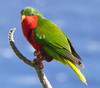 LE LORI DE STEPHEN - Vini stepheni- STEPHEN'S LORIKEET