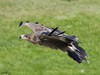 L'AIGLE DES STEPPES VIT EN UKRAINE- STEPPE EAGLE