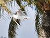 LA MOUETTE RIEUSE EN MÉDITERRANÉE-Chroicocephalus ridibundus