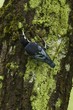 LA SITTELLE BLEUE, DEPENDANTE DES FORETS HUMIDES