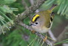 LE ROITELET HUPPÉ: ROI DES FORÊTS. GOLDCREST