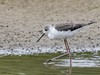 L'ÉCHASSE BLANCHE JUVÉNILE - BLACK WINGED STILT -