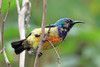 LE SOUIMANGA ROYAL - CINNYRIS REGIUS - REGAL SUNBIRD