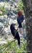 LE CALAO À COU ROUX VIT EN FORÊT-RUFOUS-NECKED HORNBILL