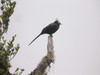 LE BASILORNE DE MINDANAO VIT AUX PHILIPPINES. APO MYNA