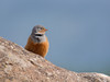 LE BRUANT CENDRILLARD EST RARE - Cretzschmar's Bunting