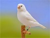 LE CANARI BLANC RÉCESSIF - CANARY WHITE RECESSIVE -