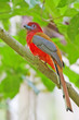 LA FORÊT EST L'UNIVERS DU TROGON À TÊTE ROUGE