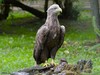 LE PYGARGUE À QUEUE BLANCHE OU ORFRAIE - WHITE-TAILED EAGLE