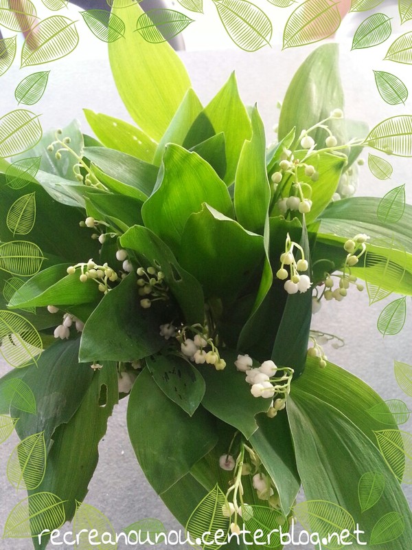 La cueillette du muguet commence !