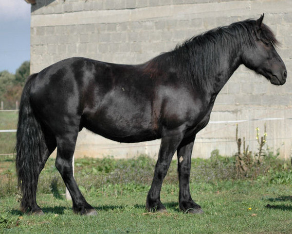 cheval noir