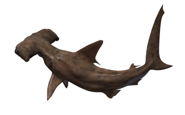 tube requins png