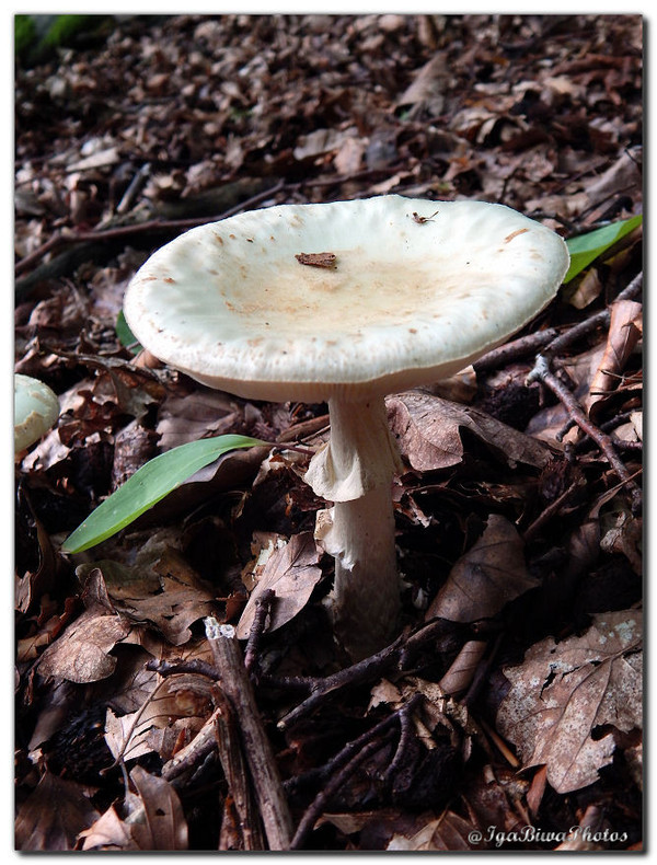 La Chasse aux Champignons (1)