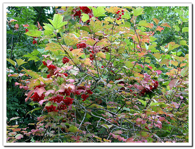 2013-09-21-NATURE-2.jpg