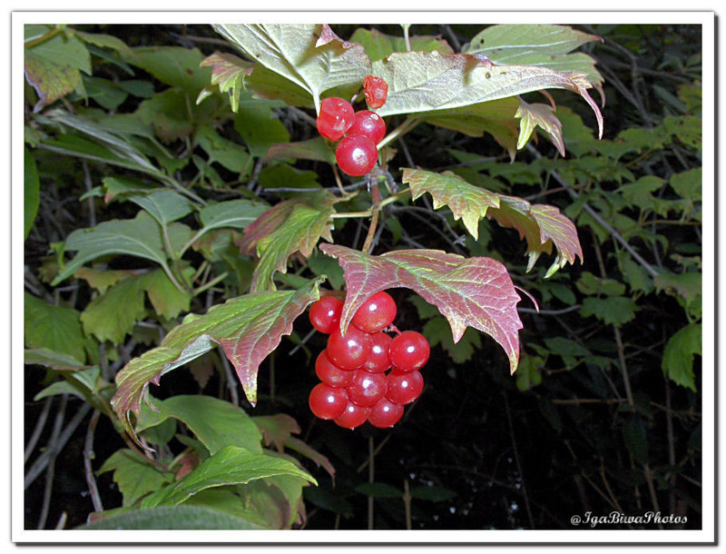 2013-09-21-NATURE-3.jpg