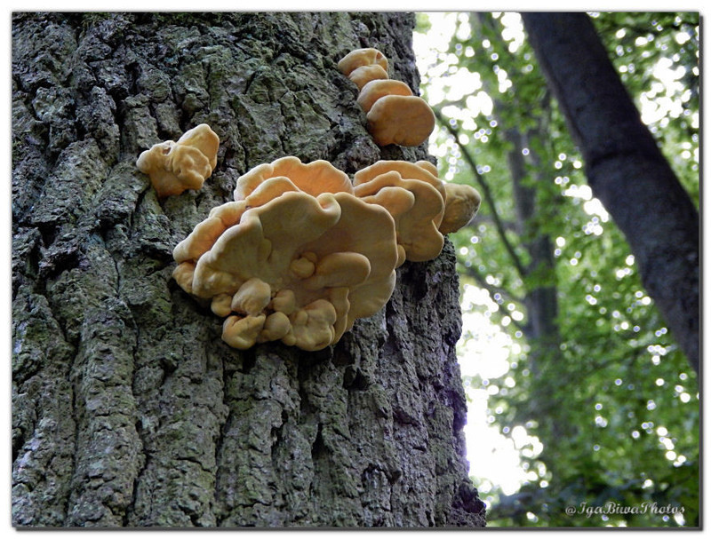 2014-08-12-CHAMPIGNONS-ARBORICOLES-1.jpg