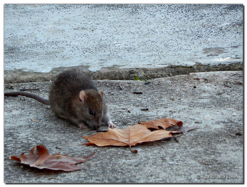 2014-11-11-RAT-RIVIERE-1.png