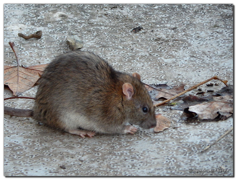 2014-11-11-RAT-RIVIERE-2.png