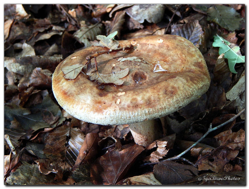 2015-09-20-CHAMPIGNONS-1.jpg