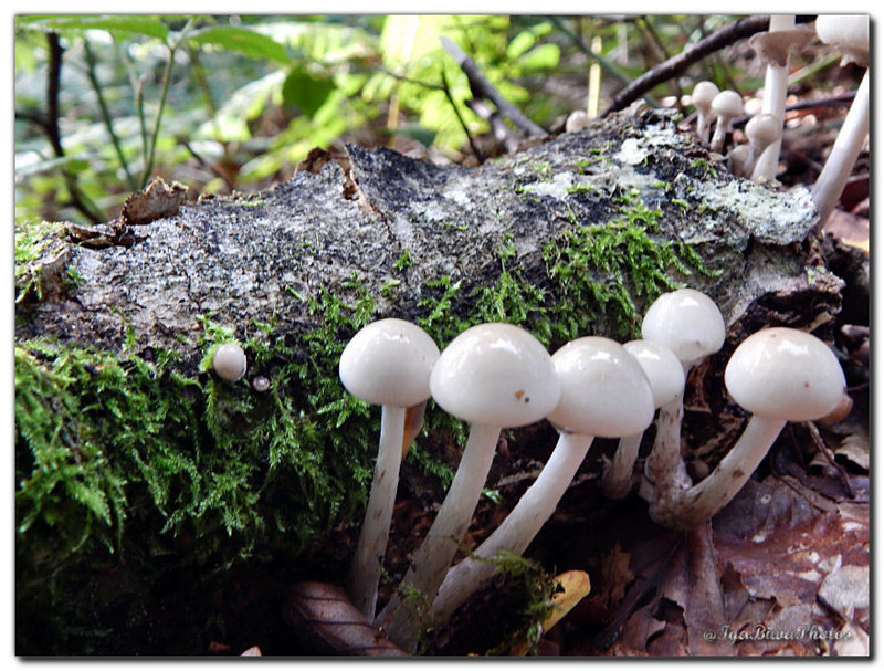 2015-09-20-CHAMPIGNONS-25.jpg