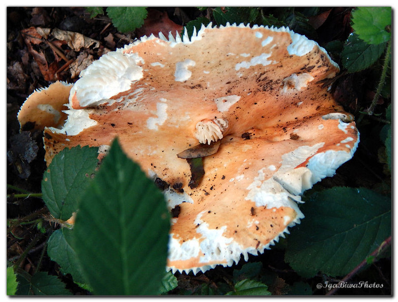 2015-09-20-CHAMPIGNONS-33.jpg