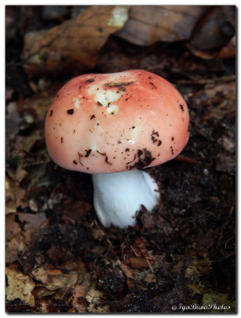 2015-09-20-CHAMPIGNONS-5.jpg