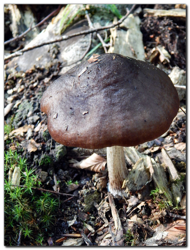 2015-09-20-CHAMPIGNONS-9.jpg