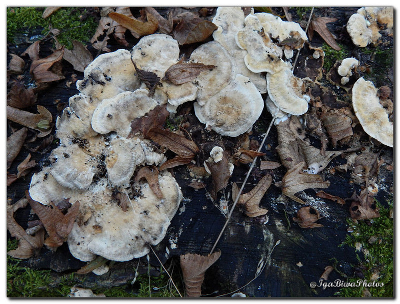 2016-10-09-CHAMPIGNONS-CHA-5.jpg