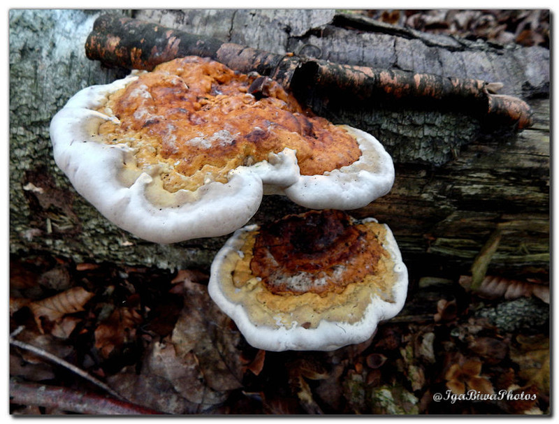 2016-10-09-CHAMPIGNONS-CHA-6.jpg