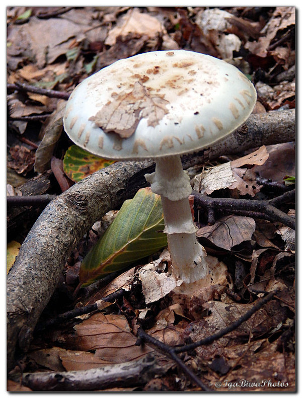 La Chasse aux Champignons (2)