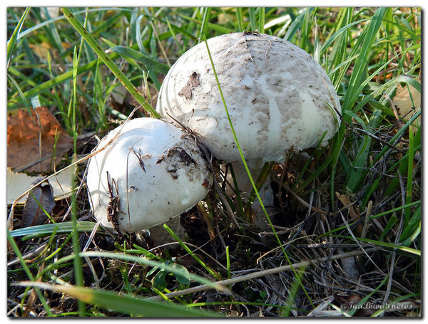 Quelques Champignons de Septembre