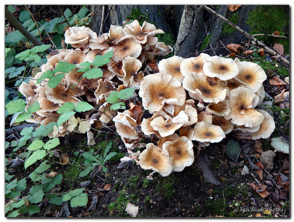 Quelques Champignons d' Automne