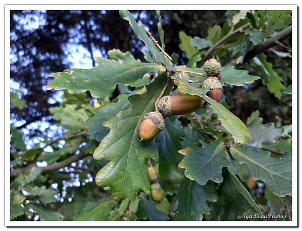 Glands et Feuilles de Chênes