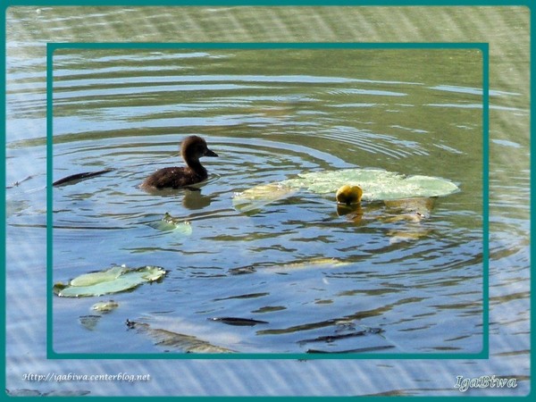 Caneton en Promenade (2)