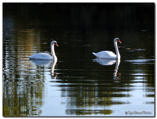 Cygnes - Un Nouveau Couple de Cygnes sur l'Etang