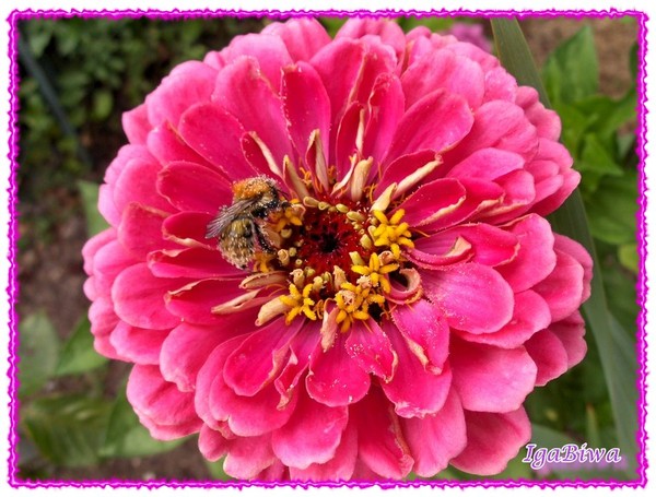 Le Zinnia et le Bourdon (3)