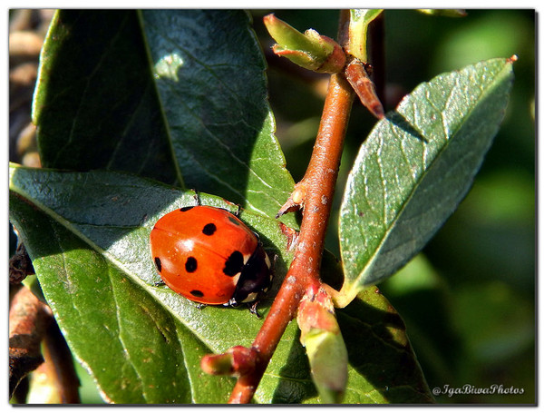 La Coccinelle