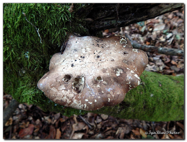 Champignons d'Automne (3)