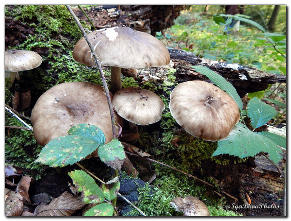 Champignons d'Automne (1)