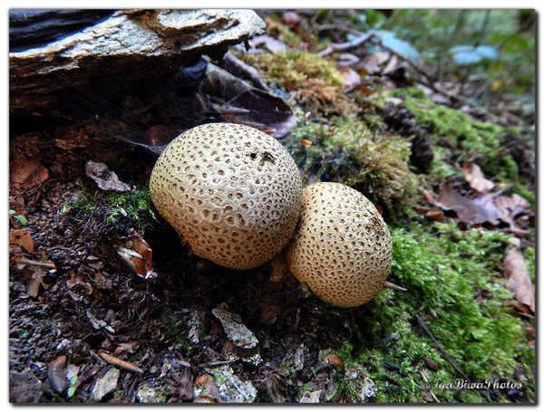 Champignons d'Automne (2)