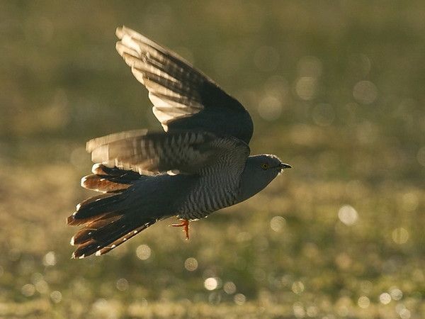 Belles images de coucous (oiseaux)