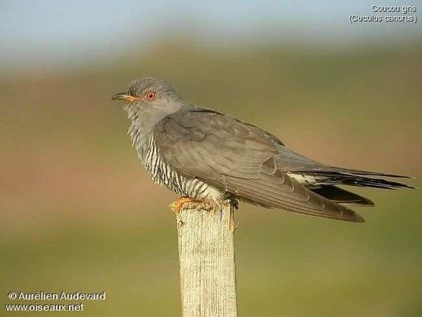 Belles images de coucous (oiseaux)