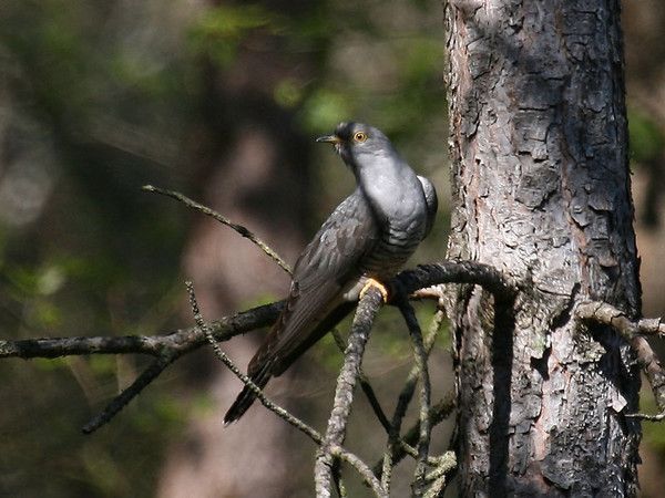 Belles images de coucous (oiseaux)