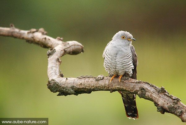 Belles images de coucous (oiseaux)