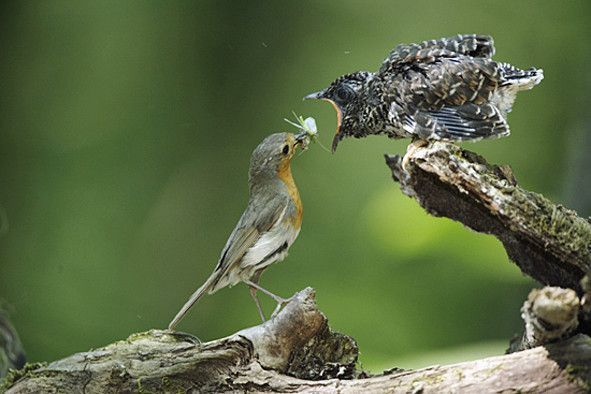 Belles images de coucous (oiseaux)