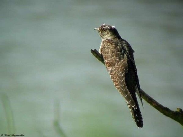 Belles images de coucous (oiseaux)