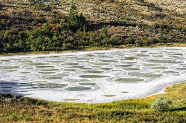 Lac tacheté...