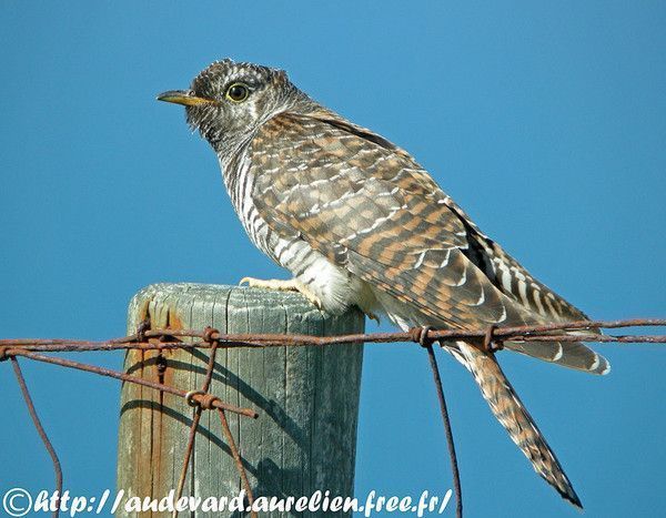 Belles images de coucous (oiseaux)